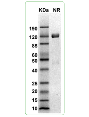 MW: Molecular Weight marker reduced condition
NR: PD-L1 dimer under non-reduced condition